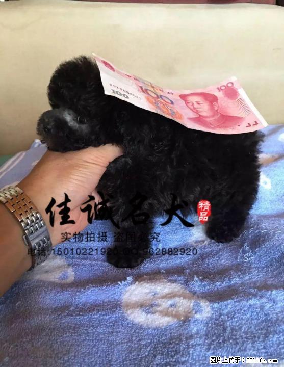 纯种泰迪幼犬多少钱一只 - 宠物交易 - 宠物信息 - 桂林分类信息 - 桂林28生活网 www.28life.net