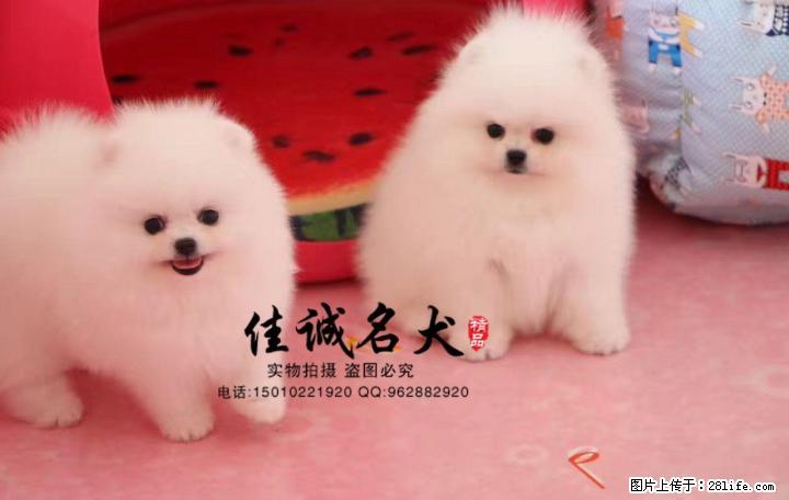 哪里卖纯种哈多利球体博美犬 - 宠物交易 - 宠物信息 - 桂林分类信息 - 桂林28生活网 www.28life.net
