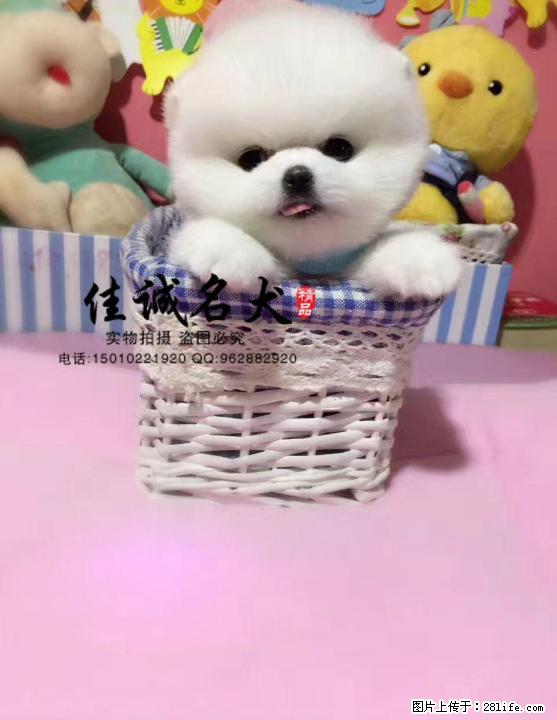 哪里有卖纯种茶杯博美犬的 - 宠物交易 - 宠物信息 - 桂林分类信息 - 桂林28生活网 www.28life.net