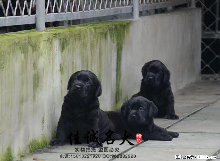 纯种拉布拉多幼犬多少钱一只 正规拉布拉多犬舍 - 宠物交易 - 宠物信息 - 桂林分类信息 - 桂林28生活网 www.28life.net