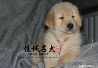 哪里卖纯种大头金毛犬 - 桂林28生活网 www.28life.net