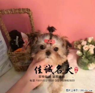 哪里卖纯种金头银背约克夏 - 桂林28生活网 www.28life.net