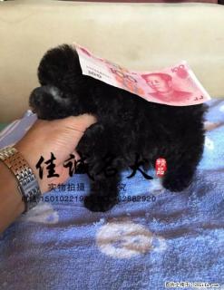 纯种泰迪幼犬多少钱一只 - 桂林28生活网 www.28life.net