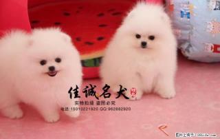 哪里卖纯种哈多利球体博美犬 - 桂林28生活网 www.28life.net