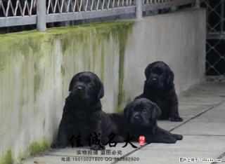 纯种拉布拉多幼犬多少钱一只 正规拉布拉多犬舍 - 桂林28生活网 www.28life.net