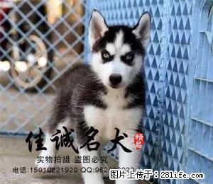 纯种哈士奇幼犬多少钱一只  正规哈士奇犬舍 - 桂林28生活网 www.28life.net