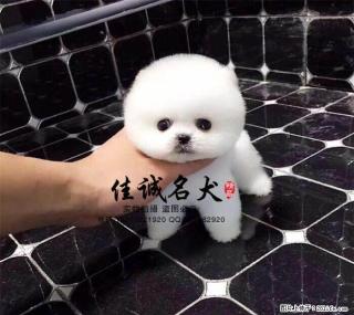 哪里有卖纯种宠物级博美犬的 - 桂林28生活网 www.28life.net