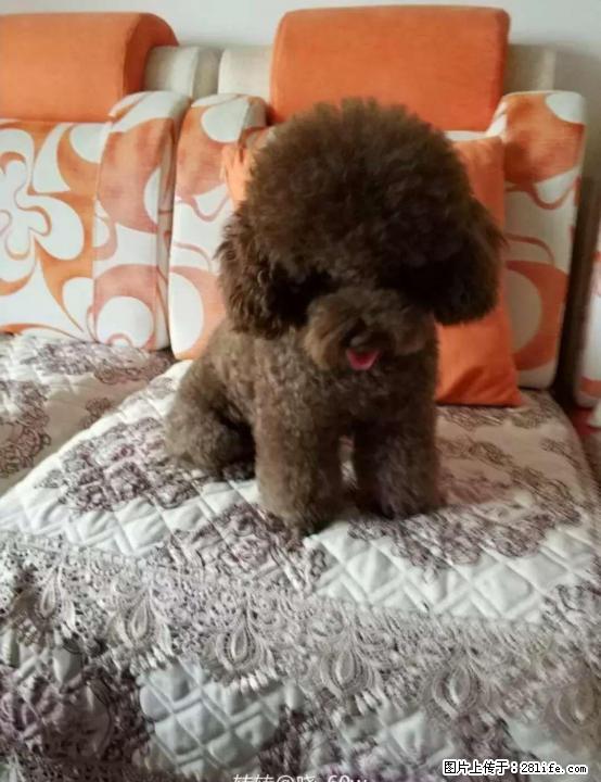 自家养纯种泰迪犬灰色的 - 宠物交易 - 宠物信息 - 桂林分类信息 - 桂林28生活网 www.28life.net