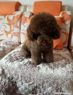 自家养纯种泰迪犬灰色的 - 桂林28生活网 www.28life.net