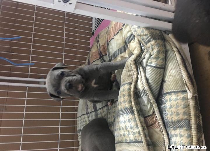 卡斯罗幼犬强势来袭！！ - 宠物交易 - 宠物信息 - 桂林分类信息 - 桂林28生活网 www.28life.net