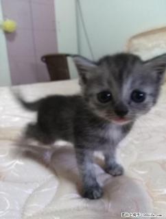 出售超可爱英短渐层小猫 - 桂林28生活网 www.28life.net