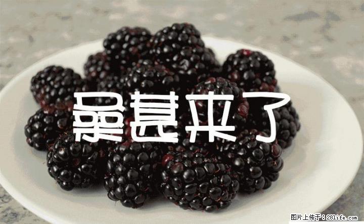 桂林地区桑果大量采摘  联系电话：15907839476 - 农作物 - 农林牧渔 - 桂林分类信息 - 桂林28生活网 www.28life.net