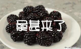 桂林地区桑果大量采摘  联系电话：15907839476 - 桂林28生活网 www.28life.net