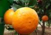 幸福时光果园沃柑上市 - 桂林28生活网 www.28life.net