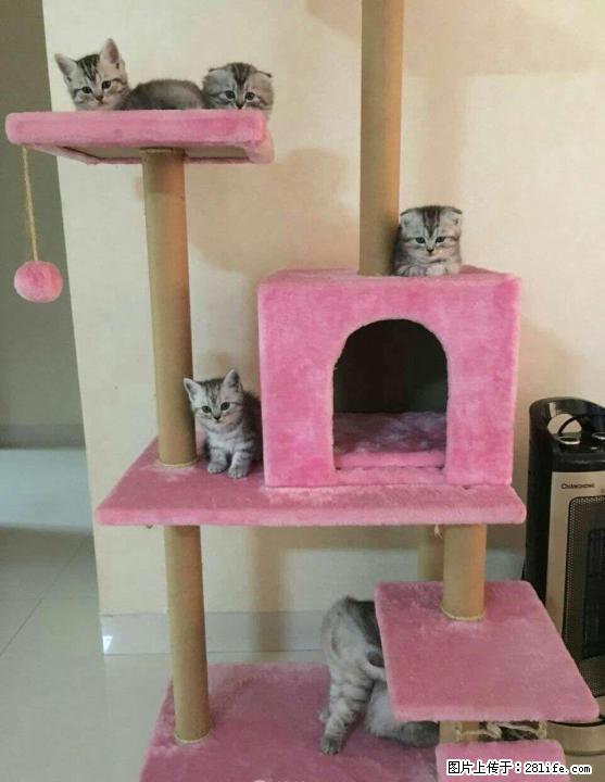 家养英短折耳猫猫求主人带走 - 宠物交易 - 宠物信息 - 桂林分类信息 - 桂林28生活网 www.28life.net