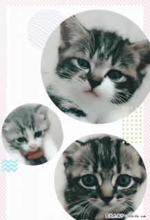 两个月大，家养，短毛猫，个人 - 桂林28生活网 www.28life.net