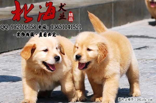 广东深圳纯种金毛犬价格 - 宠物交易 - 宠物信息 - 桂林分类信息 - 桂林28生活网 www.28life.net