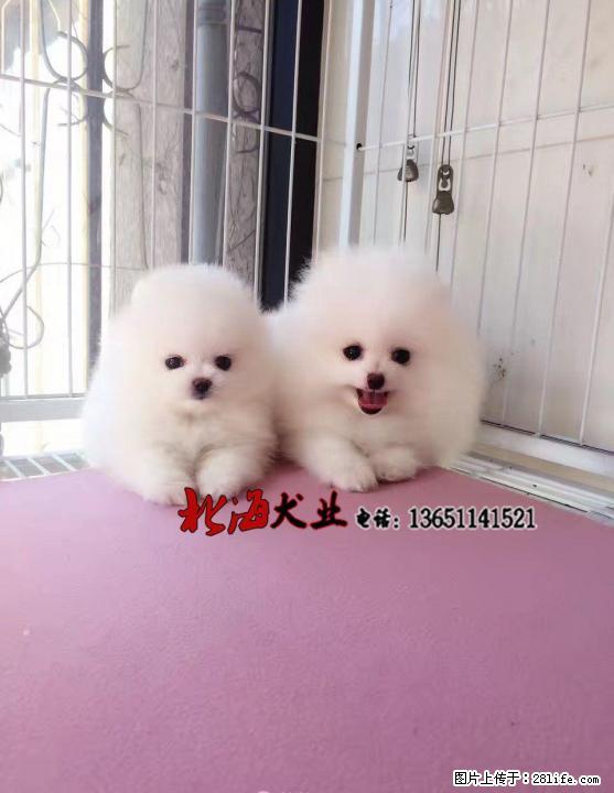 湖南长沙纯种博美犬价格 - 宠物交易 - 宠物信息 - 桂林分类信息 - 桂林28生活网 www.28life.net
