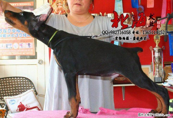 重庆纯种杜宾犬多少钱一只 - 宠物交易 - 宠物信息 - 桂林分类信息 - 桂林28生活网 www.28life.net