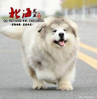 西安纯种阿拉斯加幼犬价格 - 桂林28生活网 www.28life.net