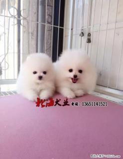 湖南长沙纯种博美犬价格 - 桂林28生活网 www.28life.net