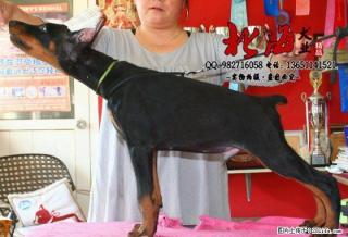 重庆纯种杜宾犬多少钱一只 - 桂林28生活网 www.28life.net