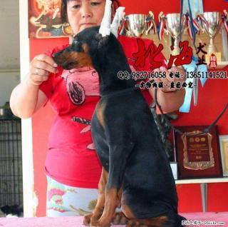 廊坊纯种杜宾犬多少钱一只 - 桂林28生活网 www.28life.net