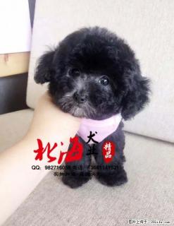 北京哪里卖纯种泰迪幼犬多少钱一只 - 桂林28生活网 www.28life.net