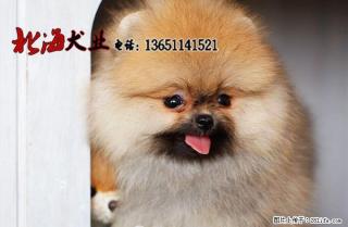 北京哪里卖纯博美犬多少钱一只 - 桂林28生活网 www.28life.net