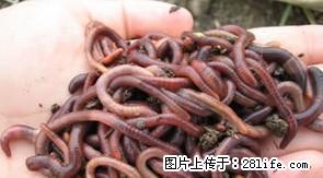 桂林绿园蚯蚓养殖场出售大平二号蚯蚓,蚯蚓粪 - 牲畜 - 农林牧渔 - 桂林分类信息 - 桂林28生活网 www.28life.net