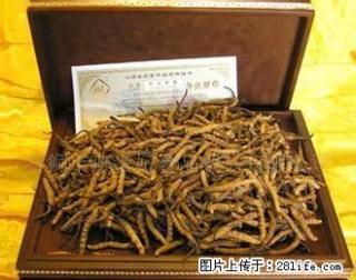 同仁堂回收冬虫夏草13651134234阿娇回收 - 桂林28生活网 www.28life.net