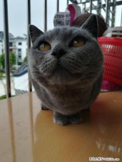 漂亮蓝猫妹妹找男盆友 - 桂林28生活网 www.28life.net