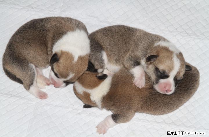 双血统赛级柯基幼犬，4公1母，欢迎预订 - 宠物交易 - 宠物信息 - 桂林分类信息 - 桂林28生活网 www.28life.net