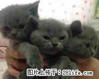 英短蓝猫幼崽出售18778395442刘姐 - 宠物交易 - 宠物信息 - 桂林分类信息 - 桂林28生活网 www.28life.net