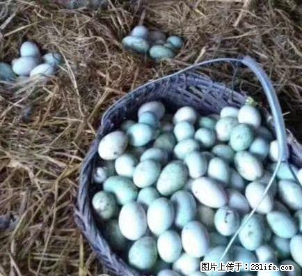 桂林正宗土鸡蛋保证没有吃一点饲料 - 礼品刀具 - 特色礼品 - 桂林分类信息 - 桂林28生活网 www.28life.net