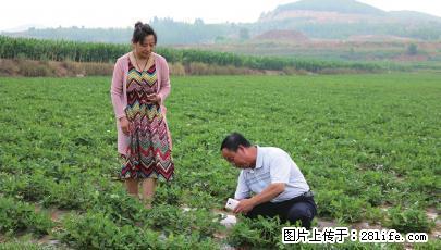 山东七彩花生第一人宋作平 - 农作物 - 农林牧渔 - 桂林分类信息 - 桂林28生活网 www.28life.net