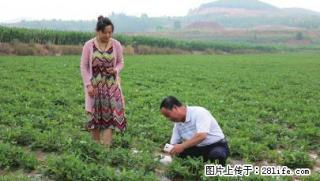 山东七彩花生第一人宋作平 - 桂林28生活网 www.28life.net