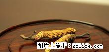 回收冬虫夏草 高价回收东阿阿胶 收海参 - 礼品刀具 - 特色礼品 - 桂林分类信息 - 桂林28生活网 www.28life.net