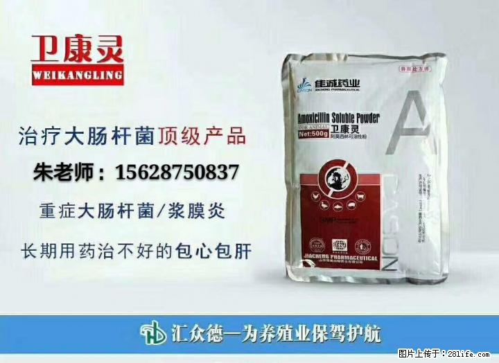 教你一招，如何治疗肉鸡气囊炎混感大肠杆菌 - 牲畜 - 农林牧渔 - 桂林分类信息 - 桂林28生活网 www.28life.net