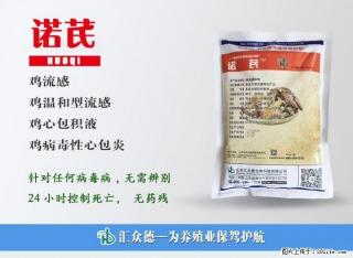 教你一招三天治好肉鸡新城疫 - 桂林28生活网 www.28life.net