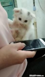 折耳猫有偿领养，机不可失喔~~ - 桂林28生活网 www.28life.net