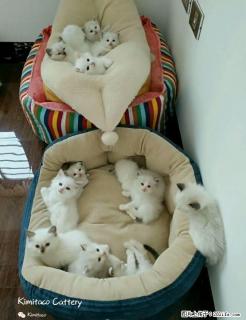 出售家庭猫舍自己养的布偶猫 - 桂林28生活网 www.28life.net
