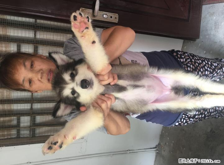 纯种阿拉斯加巨型犬幼崽出售 - 宠物交易 - 宠物信息 - 桂林分类信息 - 桂林28生活网 www.28life.net