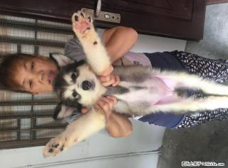 纯种阿拉斯加巨型犬幼崽出售 - 桂林28生活网 www.28life.net