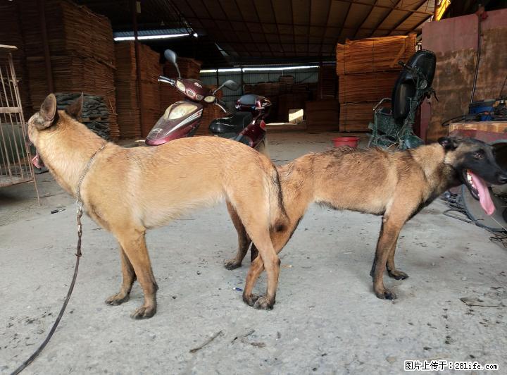 血统马犬母已确定带胎喜欢的朋血统小马接受预定，月底即将出生！朋友可以下定了 - 宠物交易 - 宠物信息 - 桂林分类信息 - 桂林28生活网 www.28life.net