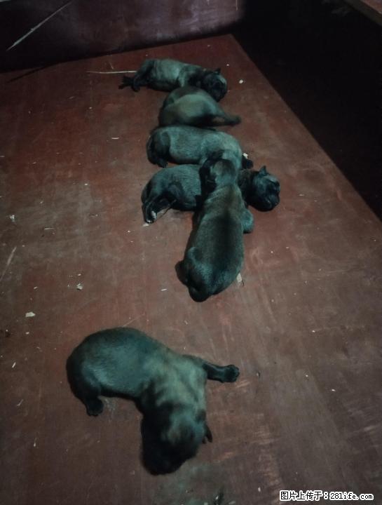 双血统小马犬，公母都有喜欢的请私聊 - 宠物交易 - 宠物信息 - 桂林分类信息 - 桂林28生活网 www.28life.net