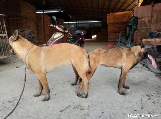 血统马犬母已确定带胎喜欢的朋血统小马接受预定，月底即将出生！朋友可以下定了 - 桂林28生活网 www.28life.net