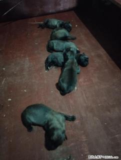 双血统小马犬，公母都有喜欢的请私聊 - 桂林28生活网 www.28life.net