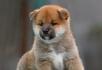 赛级柴犬 纯种柴犬 日本柴犬 保证纯种保证健康 - 宠物交易 - 宠物信息 - 桂林分类信息 - 桂林28生活网 www.28life.net