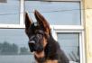 大头锤系 黑脸锤系 纯种德国牧羊犬幼犬待售 - 宠物交易 - 宠物信息 - 桂林分类信息 - 桂林28生活网 www.28life.net